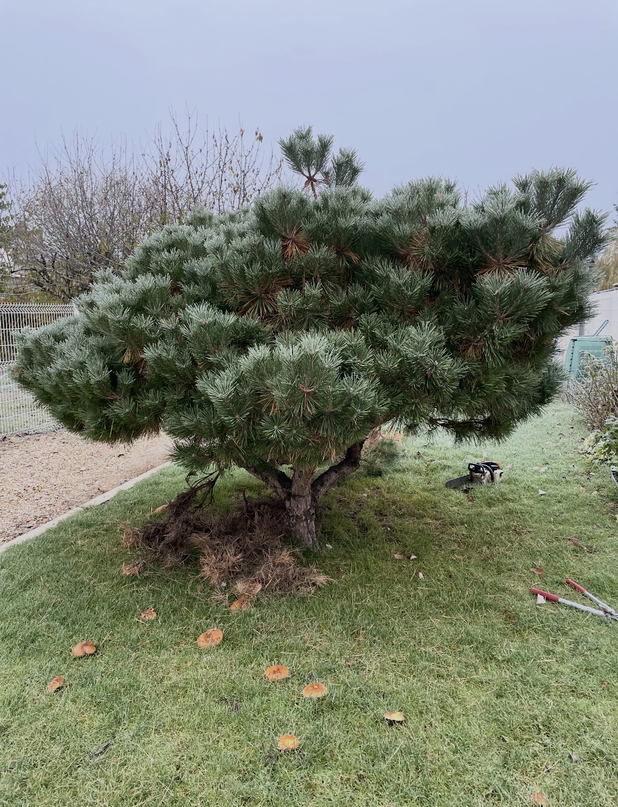Arbre taillé par l'équipe espaces verts ASPI